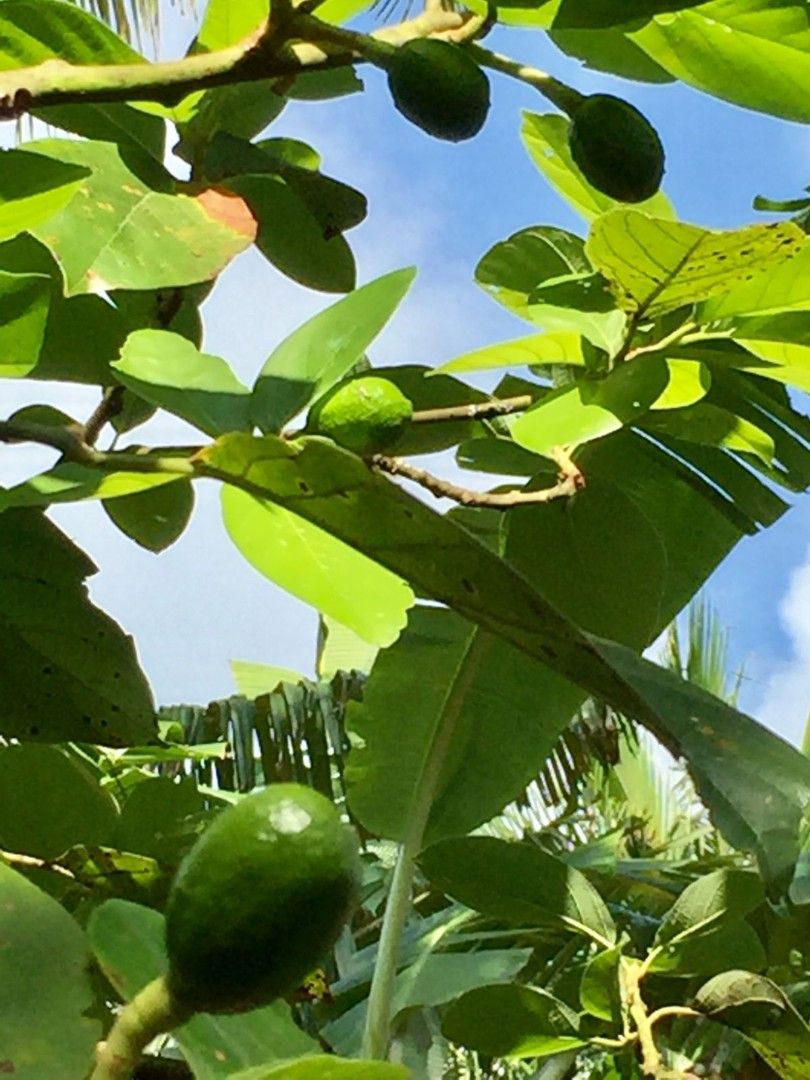 Alfonso Orchard for Sale (Category: Lot) located in Manila. Submitted by jiricarte (Listing ID 1467846887, Image 3). Description: Alfonso Orchard For Sale Balubad Road, Mangas I, Alfonso Cavite Residential Farm lot 1,000 sqm., clean title, Zoned for Residential, with 60 sqm. Cottage – studio layout, veranda. Trees and plants: coffee, lanzones, bananas, coconuts, santol, pili, laurel, rambutan, calamansi, avocados. Developed garden with ornamental