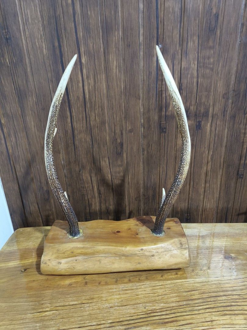 Deer antlers (Category: Vintage Collectibles) located in Baguio. Submitted by queenlyne_vintage_rare_finds (Listing ID 1468056789, Image 3). Description: .