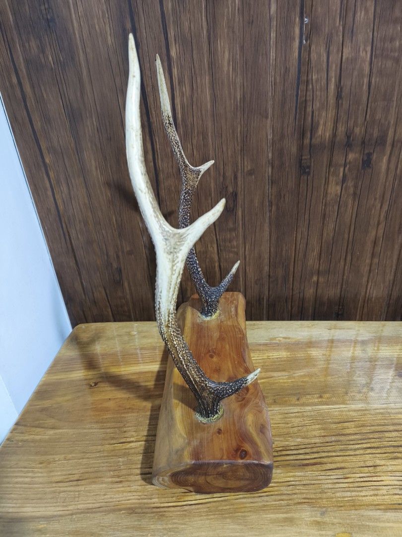 Deer antlers (Category: Vintage Collectibles) located in Baguio. Submitted by queenlyne_vintage_rare_finds (Listing ID 1468056789, Image 2). Description: .