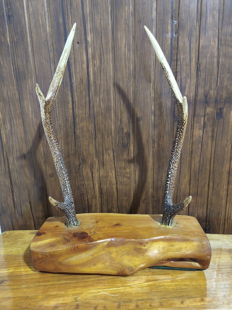 Deer antlers (Category: Vintage Collectibles) located in Baguio. Submitted by queenlyne_vintage_rare_finds (Listing ID 1468056789, Image 1). Description: .