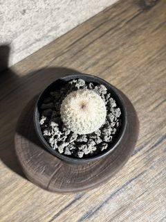 （分類：）位於 。 由 nikumachi 提交（商品編號 1467984500，圖片 1）。簡介： 。