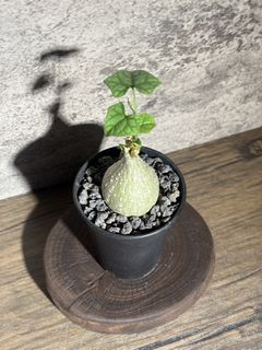 （分類：）位於 。 由 nikumachi 提交（商品編號 1467938752，圖片 1）。簡介： 。