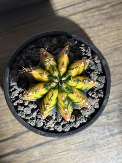 （分類：）位於 。 由 nikumachi 提交（商品編號 1467937235，圖片 1）。簡介： 。