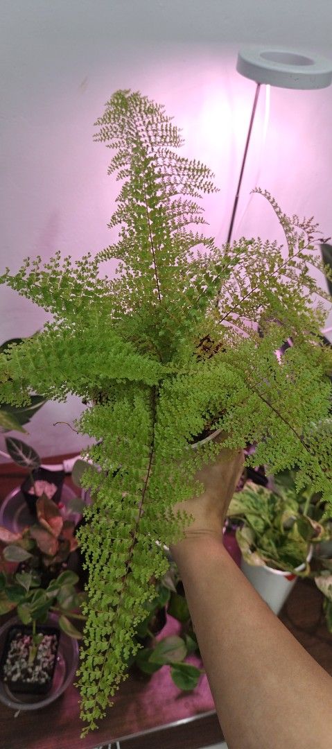 Indoor plants (Category: Plants & Seeds) located in Manila. Submitted by nyx_garden (Listing ID 1468052555, Image 1). Description: - Lush, healthy green fern in a pot - Vibrant and fully developed fronds - Perfect indoor companion for plant lovers - Care: Needs bright indirect light and regular watering Cotton fern 200 golden siam 125 Alocasia Amazonica 250 black zz 200 Alocasia albo 150 Aglaonema Red Lipstick 150 paraiso Verde 300 var peace lily