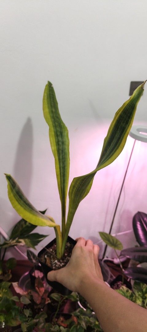 Indoor plants (Category: Plants & Seeds) located in Manila. Submitted by nyx_garden (Listing ID 1468052555, Image 2). Description: - Lush, healthy green fern in a pot - Vibrant and fully developed fronds - Perfect indoor companion for plant lovers - Care: Needs bright indirect light and regular watering Cotton fern 200 golden siam 125 Alocasia Amazonica 250 black zz 200 Alocasia albo 150 Aglaonema Red Lipstick 150 paraiso Verde 300 var peace lily