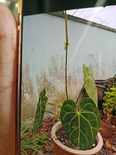 (Category: ) located in . Submitted by janetlim868068 (Listing ID 1467906044, Image 1). Description: .