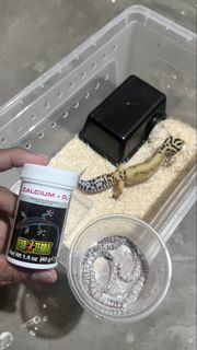Leopard Gecko (M), Furniture & Home Living, Gardening, Plants & Seeds ...