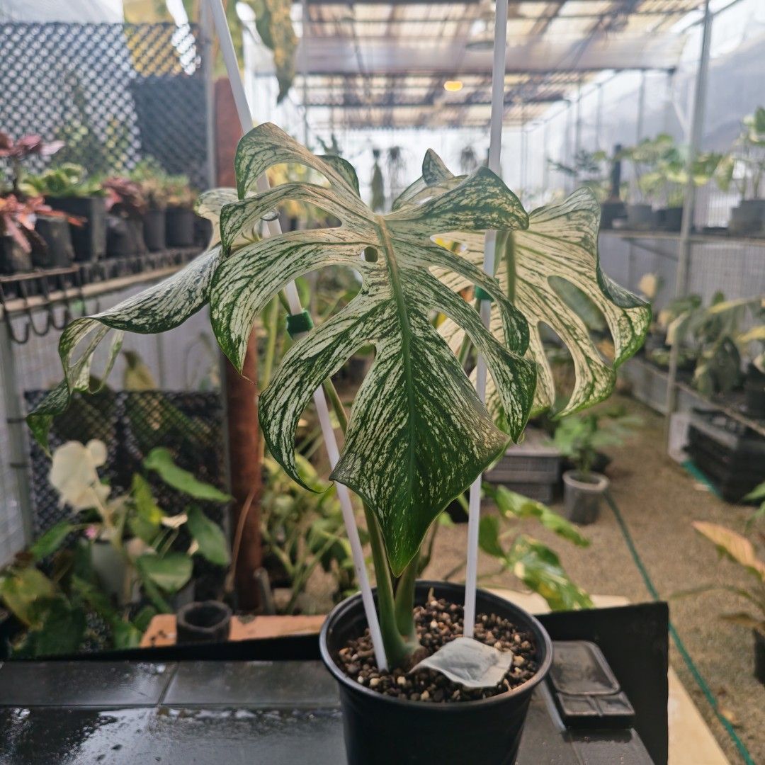 Monstera Devil (Category: Plants & Seeds) located in Singapore. Submitted by blacksun.blacksun (Listing ID 1467973547, Image 1). Description: For Sale. 1. Monstera Devil. - 3 leaves small but fenestrated topcut. - Non Tissue Cultured. $700 Self Collection from Home or Plot by appt. Contactless delivery @ $20 Only 1 pot of such quality each. Miss it and I won't have again..