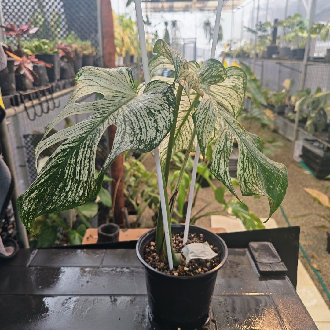 Monstera Devil (Category: Plants & Seeds) located in Singapore. Submitted by blacksun.blacksun (Listing ID 1467973547, Image 3). Description: For Sale. 1. Monstera Devil. - 3 leaves small but fenestrated topcut. - Non Tissue Cultured. $700 Self Collection from Home or Plot by appt. Contactless delivery @ $20 Only 1 pot of such quality each. Miss it and I won't have again..