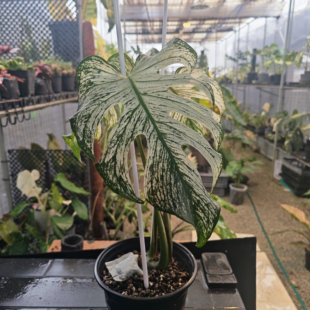 Monstera Devil (Category: Plants & Seeds) located in Singapore. Submitted by blacksun.blacksun (Listing ID 1467973547, Image 2). Description: For Sale. 1. Monstera Devil. - 3 leaves small but fenestrated topcut. - Non Tissue Cultured. $700 Self Collection from Home or Plot by appt. Contactless delivery @ $20 Only 1 pot of such quality each. Miss it and I won't have again..