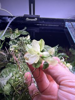 (Category: ) located in . Submitted by aquaticplants (Listing ID 1467862722, Image 1). Description: .