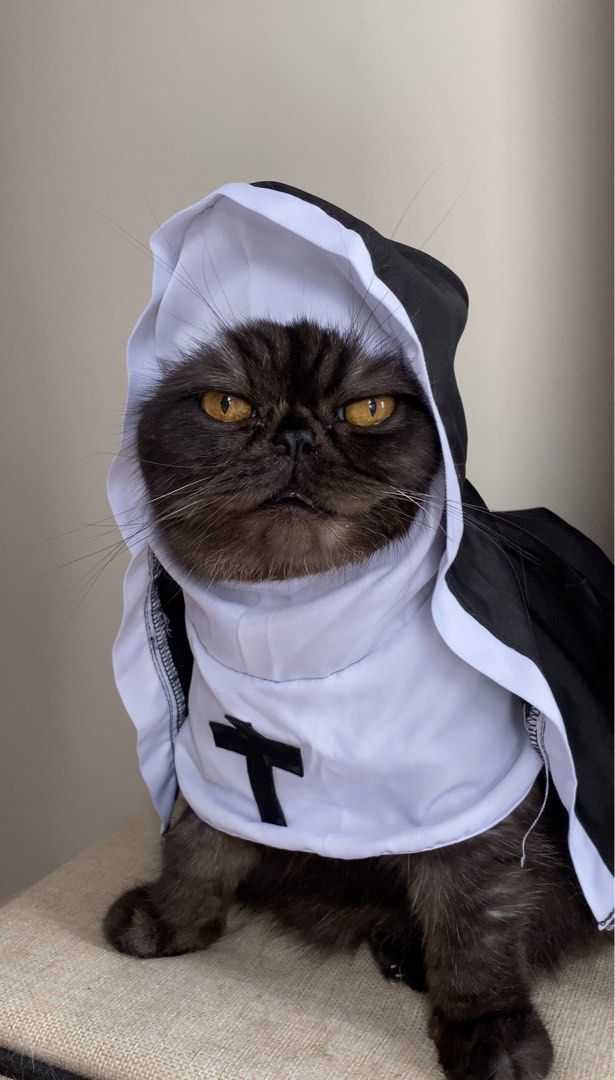 Nun Pet Costume (Category: Homes & Other Pet Accessories) located in Quezon City. Submitted by meowketplace (Listing ID 1467985684, Image 1). Description: Size: Small Used for photos and videos only RFS: Decluttering.