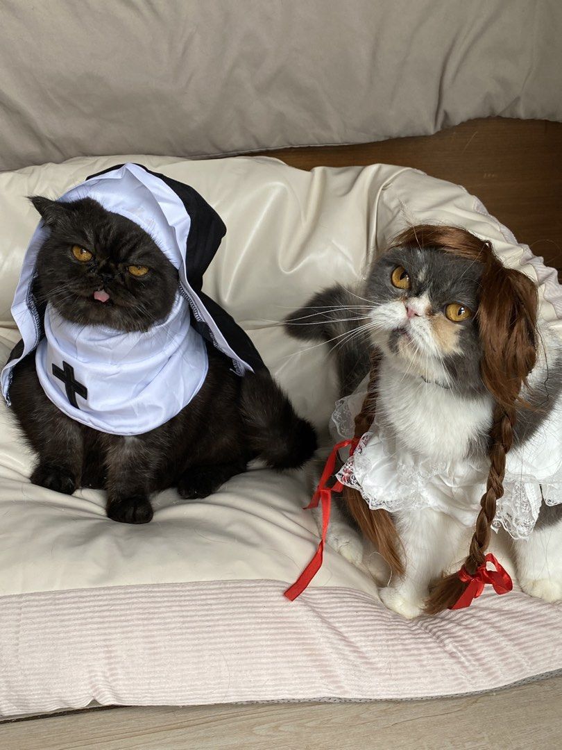 Nun Pet Costume (Category: Homes & Other Pet Accessories) located in Quezon City. Submitted by meowketplace (Listing ID 1467985684, Image 2). Description: Size: Small Used for photos and videos only RFS: Decluttering.