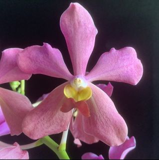 (Category: ) located in . Submitted by paradisefound (Listing ID 1467941688, Image 1). Description: .