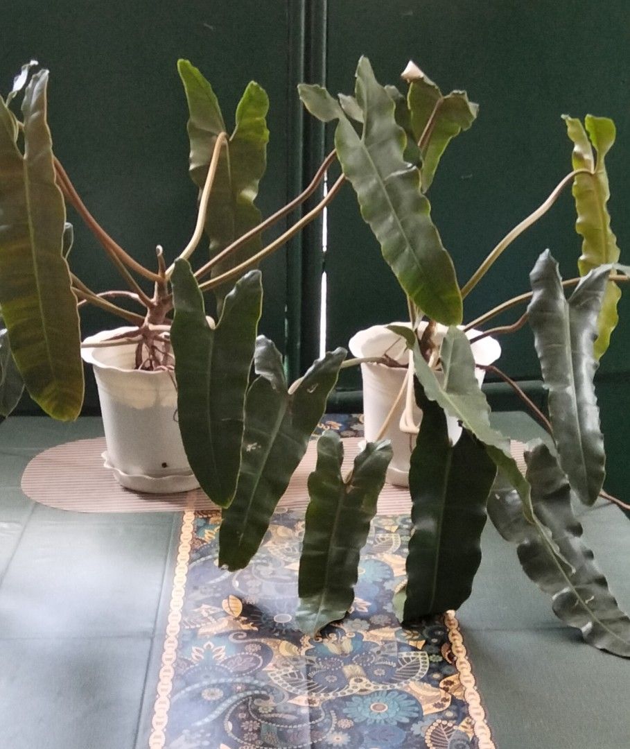 Philodendron Billietiae Black Potted Plants (Category: Plants & Seeds) located in Paranaque City. Submitted by happyfinds2 (Listing ID 1467846074, Image 1). Description: -Php750.00 for Two established Philodendron Billietiae plants with sturdy white pot with plate - Healthy root systems and lush, well-developed foliage - Ideal addition to any indoor plant collection - Available to purchase as a pair or individually.