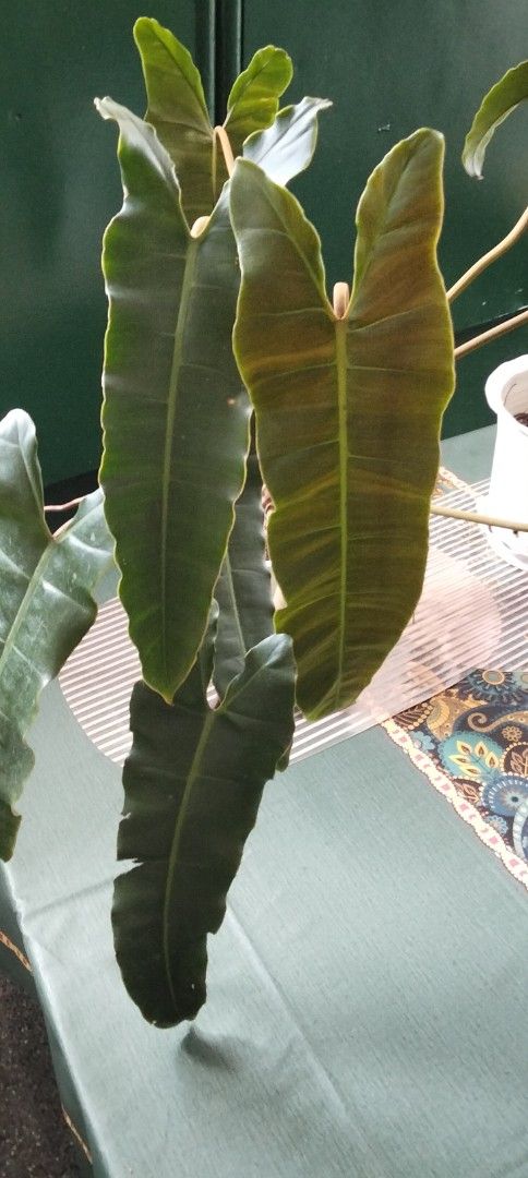 Philodendron Billietiae Black Potted Plants (Category: Plants & Seeds) located in Paranaque City. Submitted by happyfinds2 (Listing ID 1467846074, Image 2). Description: -Php750.00 for Two established Philodendron Billietiae plants with sturdy white pot with plate - Healthy root systems and lush, well-developed foliage - Ideal addition to any indoor plant collection - Available to purchase as a pair or individually.