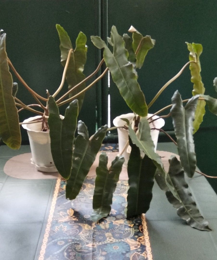 Philodendron Billietiae Black Potted Plants (Category: Plants & Seeds) located in Paranaque City. Submitted by happyfinds2 (Listing ID 1467846074, Image 3). Description: -Php750.00 for Two established Philodendron Billietiae plants with sturdy white pot with plate - Healthy root systems and lush, well-developed foliage - Ideal addition to any indoor plant collection - Available to purchase as a pair or individually.