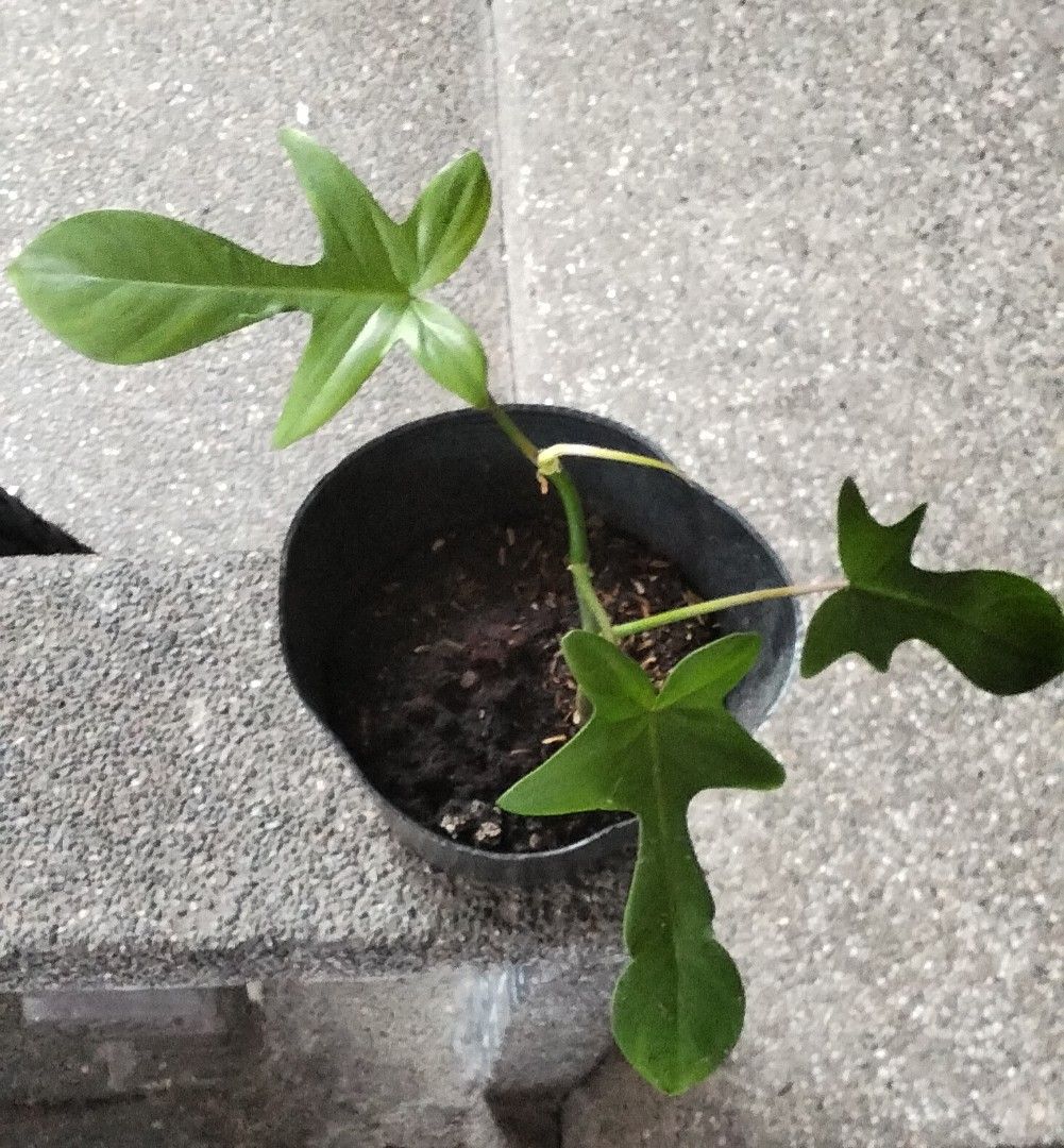 Philodendron Florida Green (Category: Plants & Seeds) located in Paranaque City. Submitted by happyfinds2 (Listing ID 1467846866, Image 3). Description: Healthy, well-rooted green plant with lobed leaves and a new leaf unfurling. Comes in a small black nursery pot and is very easy to care for indoors in bright, indirect light..