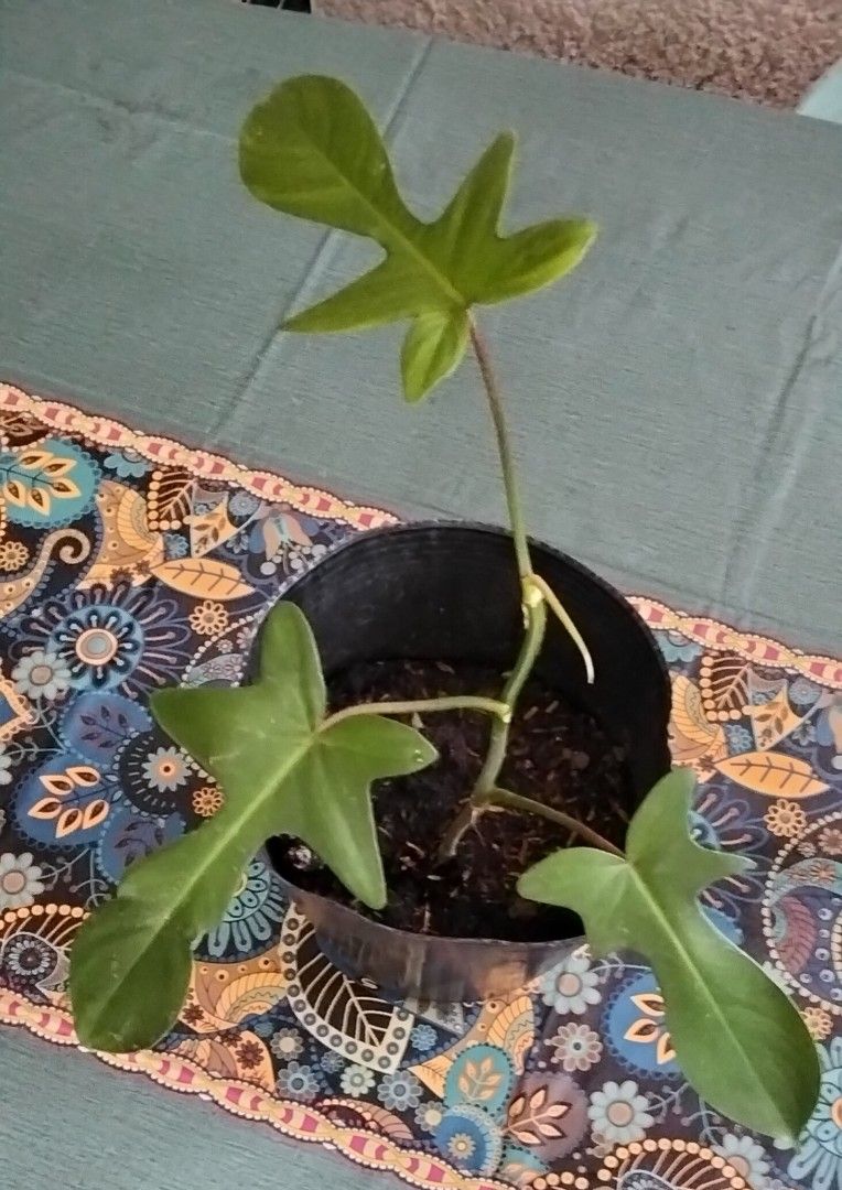 Philodendron Florida Green (Category: Plants & Seeds) located in Paranaque City. Submitted by happyfinds2 (Listing ID 1467846866, Image 1). Description: Healthy, well-rooted green plant with lobed leaves and a new leaf unfurling. Comes in a small black nursery pot and is very easy to care for indoors in bright, indirect light..