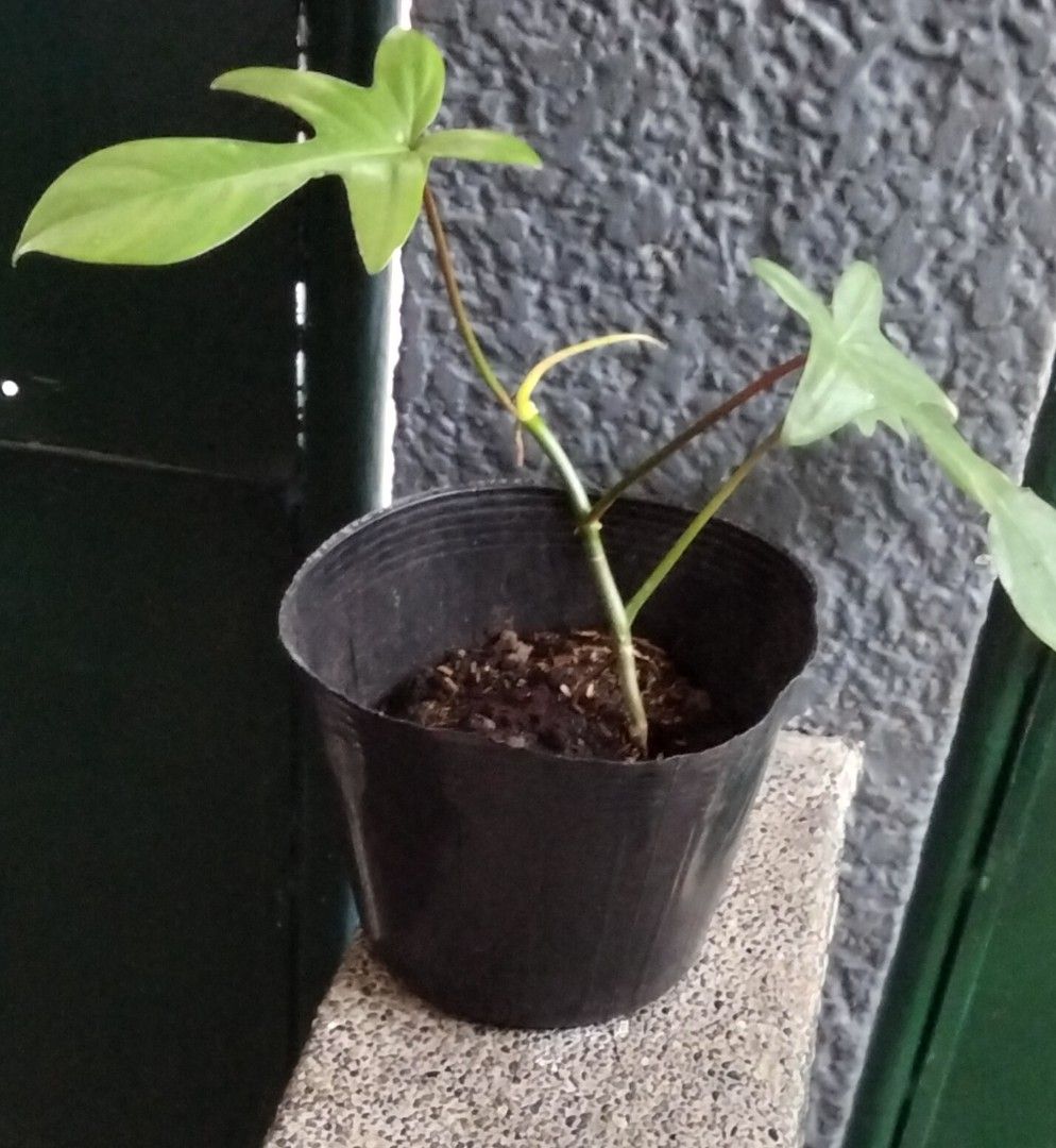 Philodendron Florida Green (Category: Plants & Seeds) located in Paranaque City. Submitted by happyfinds2 (Listing ID 1467846866, Image 2). Description: Healthy, well-rooted green plant with lobed leaves and a new leaf unfurling. Comes in a small black nursery pot and is very easy to care for indoors in bright, indirect light..