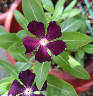 (Category: ) located in . Submitted by kew_plants_n_stuff (Listing ID 1467915548, Image 1). Description: .