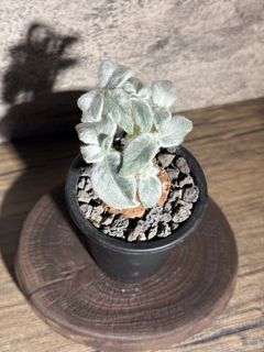 （分類：）位於 。 由 nikumachi 提交（商品編號 1467979570，圖片 1）。簡介： 。