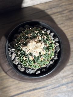 （分類：）位於 。 由 nikumachi 提交（商品編號 1467980840，圖片 1）。簡介： 。