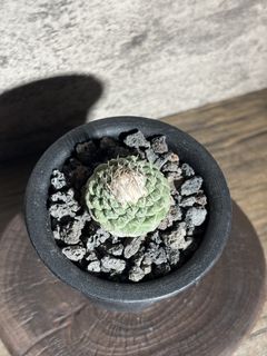 （分類：）位於 。 由 nikumachi 提交（商品編號 1467939220，圖片 1）。簡介： 。