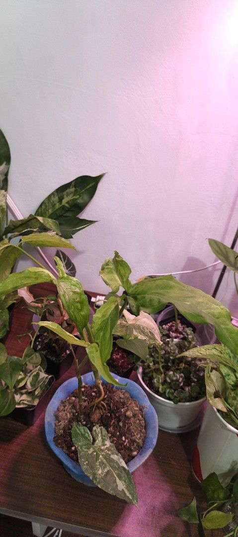 Syngonium plants (Category: Plants & Seeds) located in Manila. Submitted by nyx_garden (Listing ID 1468052341, Image 3). Description: Syngonium albo 80 Syngonium Strawberry ice 80 take all 140 Taytay .