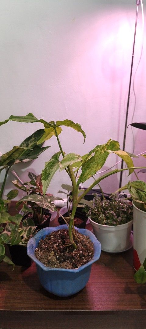 Syngonium plants (Category: Plants & Seeds) located in Manila. Submitted by nyx_garden (Listing ID 1468052341, Image 2). Description: Syngonium albo 80 Syngonium Strawberry ice 80 take all 140 Taytay .