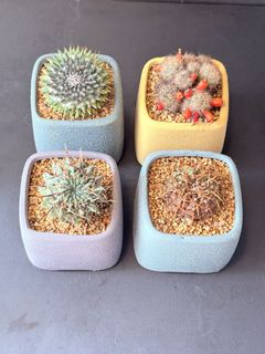 （分類：）位於 。 由 joybuytw 提交（商品編號 1468082574，圖片 1）。簡介： 。
