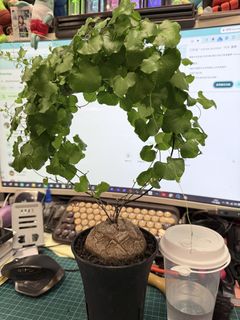 （分類：）位於 。 由 benben7338 提交（商品編號 1468134227，圖片 1）。簡介： 。