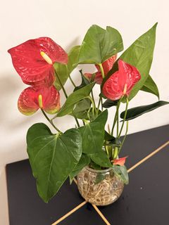 （分類：）位於 。 由 yc1668 提交（商品編號 1468066848，圖片 1）。簡介： 。