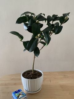 （分類：）位於 。 由 taikoomami 提交（商品編號 1468196096，圖片 1）。簡介： 。
