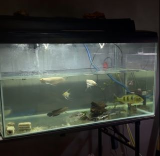 (Category: ) located in . Submitted by EyzWish (Listing ID 1468123732, Image 1). Description: .