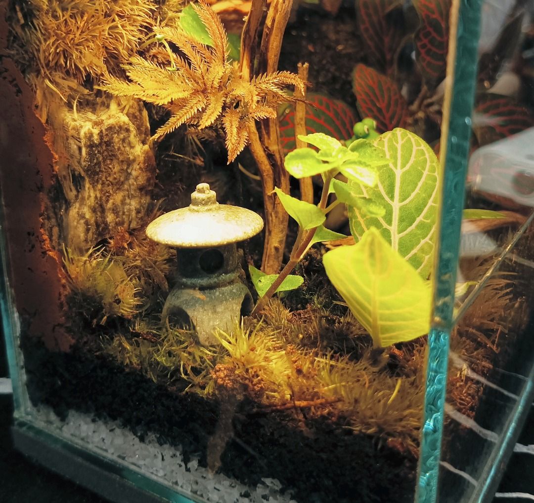 Glass Terrarium (Category: Plants & Seeds) located in Cavite. Submitted by leiandre_29 (Listing ID 1468245427, Image 3). Description: A cozy Ghibli world in a cube 🍃 ​Featuring live mosses, red nerve plants, creeping vines, and a hidden Totoro resting near a traditional stone lantern. ​📩 DM us for inquiries! (Display light not included) - Low maintenance and perfect size for desks or shelves - Creates a warm, relaxing vibe in any room.