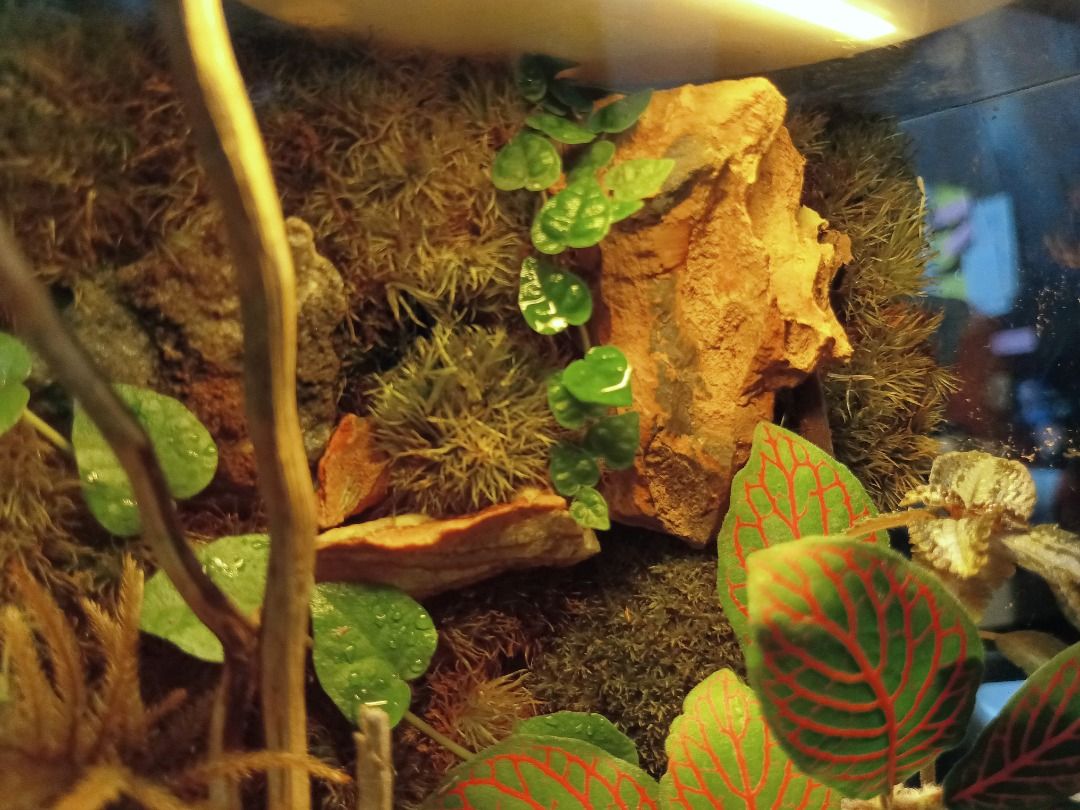 Glass Terrarium (Category: Plants & Seeds) located in Cavite. Submitted by leiandre_29 (Listing ID 1468245427, Image 2). Description: A cozy Ghibli world in a cube 🍃 ​Featuring live mosses, red nerve plants, creeping vines, and a hidden Totoro resting near a traditional stone lantern. ​📩 DM us for inquiries! (Display light not included) - Low maintenance and perfect size for desks or shelves - Creates a warm, relaxing vibe in any room.