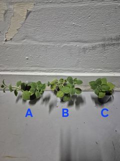 (Category: ) located in . Submitted by anyplants1.25am (Listing ID 1468260958, Image 1). Description: .