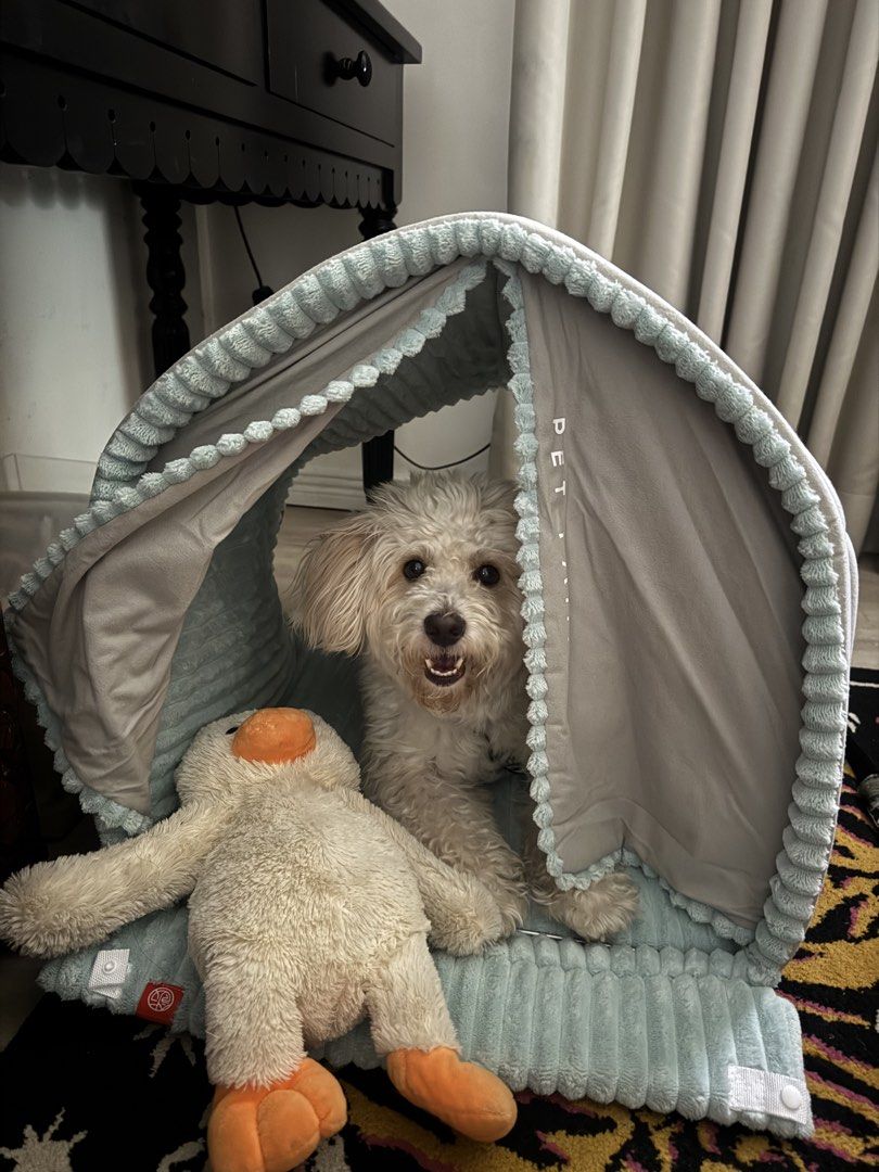 Indoor Dog House (Category: Homes & Other Pet Accessories) located in Paranaque City. Submitted by closetanghelita (Listing ID 1468071566, Image 3). Description: Still in very good condition Large variant size: 56*51*51 within 15kg Retails for 3k plus on the orange app For reference, my dog is a 10kg maltipoo Pick up from Parañaque.