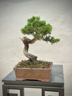 Juniper bonsai For Sale | Carousell Malaysia