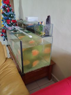 Xiaomi Mijia Smart Fish Tank gen2, Sports Equipment, Fishing on Carousell