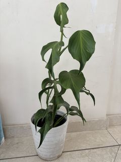 （分類：）位於 。 由 noddi 提交（商品編號 1468076432，圖片 1）。簡介： 。