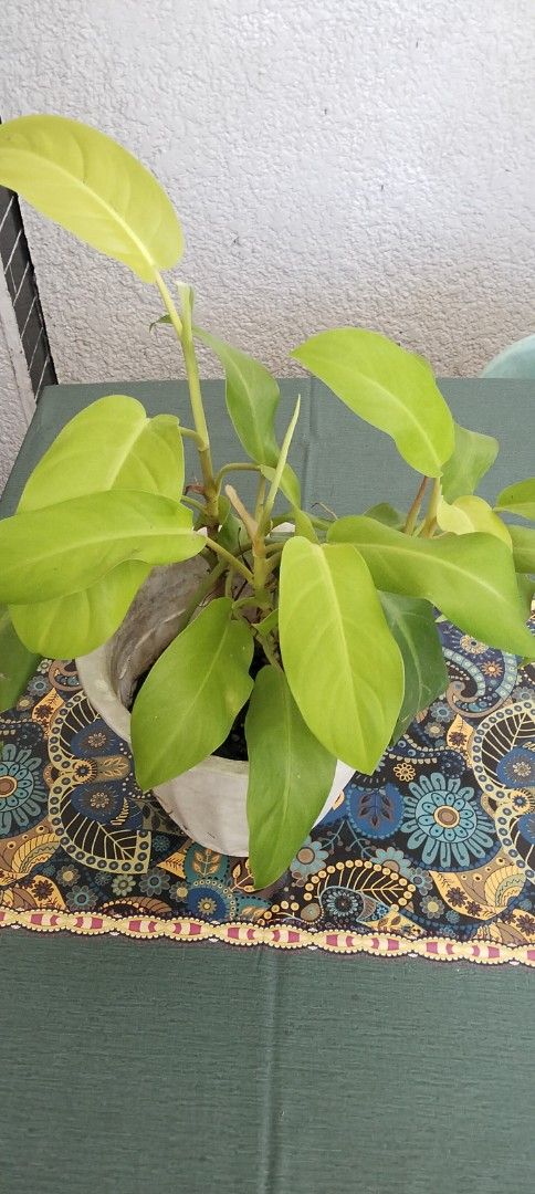Philodendron Lemon Lime Plant with old White Pot (Category: Plants & Seeds) located in Paranaque City. Submitted by happyfinds2 (Listing ID 1468086779, Image 1). Description: - Plant Type: Healthy Philodendron with bright lime green leaves - Pot: Sturdy white pot with a textured surface included - Size: Approximately 1 foot tall from the pot base - Light: Thrives in bright, indirect sunlight - Watering: Water only when the top soil feels dry - Pl
