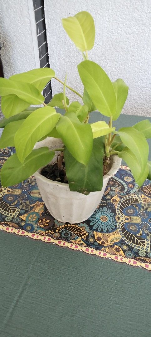 Philodendron Lemon Lime Plant with old White Pot (Category: Plants & Seeds) located in Paranaque City. Submitted by happyfinds2 (Listing ID 1468086779, Image 2). Description: - Plant Type: Healthy Philodendron with bright lime green leaves - Pot: Sturdy white pot with a textured surface included - Size: Approximately 1 foot tall from the pot base - Light: Thrives in bright, indirect sunlight - Watering: Water only when the top soil feels dry - Pl