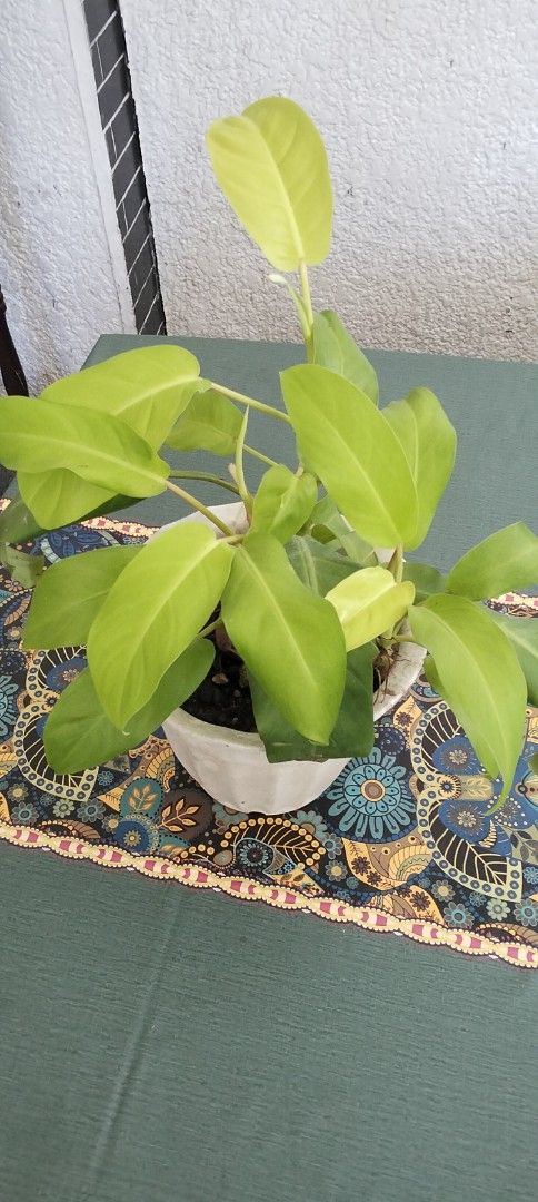 Philodendron Lemon Lime Plant with old White Pot (Category: Plants & Seeds) located in Paranaque City. Submitted by happyfinds2 (Listing ID 1468086779, Image 3). Description: - Plant Type: Healthy Philodendron with bright lime green leaves - Pot: Sturdy white pot with a textured surface included - Size: Approximately 1 foot tall from the pot base - Light: Thrives in bright, indirect sunlight - Watering: Water only when the top soil feels dry - Pl