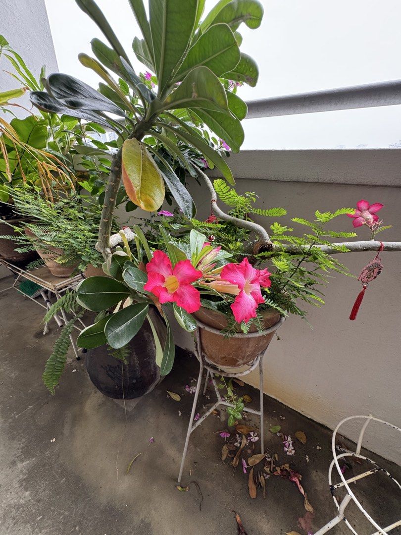 Plants (Category: Plants & Seeds) located in Singapore. Submitted by cheap_a_boo (Listing ID 1468178021, Image 3). Description: Helping old folk to clear. All kind of plants, some not in pictures. (About 16 pots, limit to post 10 pic only) Strictly 1 person take all at one go, no return trip.. Unless you intend to buy Text me only you are able to take all. Thank you .