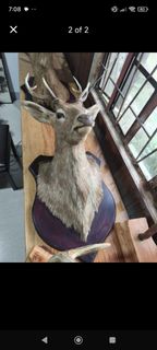 (Category: ) located in . Submitted by queenlyne_vintage_rare_finds (Listing ID 1468062105, Image 1). Description: .