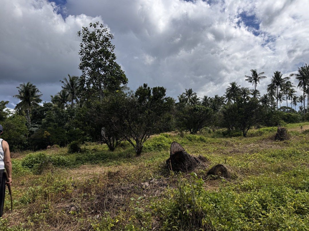 Vacant agricultural land with trees and greenery (Category: Lot) located in Batangas. Submitted by ems10. (Listing ID 1468068849, Image 2). Description: ‼️LOT FOR SALE‼️ 👉5866 sqrmeter 👉1800 per sqrmeter 👉More or less 50 puno ng sintoris/ dalanghita 👉Location:Brgy. Sampagita San Antonio Quezon 👉3minutes to Market of San Antonio 👉10 minutes to Padre Garcia town Proper ‼️DM‼️ - Large open plot of land ready for clearing, farming, or developme