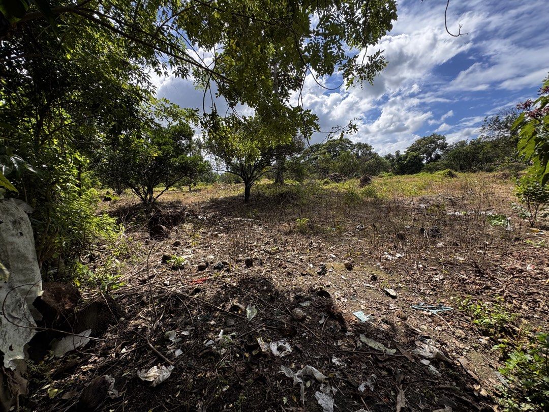 Vacant agricultural land with trees and greenery (Category: Lot) located in Batangas. Submitted by ems10. (Listing ID 1468068849, Image 1). Description: ‼️LOT FOR SALE‼️ 👉5866 sqrmeter 👉1800 per sqrmeter 👉More or less 50 puno ng sintoris/ dalanghita 👉Location:Brgy. Sampagita San Antonio Quezon 👉3minutes to Market of San Antonio 👉10 minutes to Padre Garcia town Proper ‼️DM‼️ - Large open plot of land ready for clearing, farming, or developme