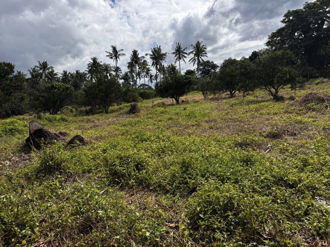 Vacant agricultural land with trees and greenery (Category: Lot) located in Batangas. Submitted by ems10. (Listing ID 1468068849, Image 3). Description: ‼️LOT FOR SALE‼️ 👉5866 sqrmeter 👉1800 per sqrmeter 👉More or less 50 puno ng sintoris/ dalanghita 👉Location:Brgy. Sampagita San Antonio Quezon 👉3minutes to Market of San Antonio 👉10 minutes to Padre Garcia town Proper ‼️DM‼️ - Large open plot of land ready for clearing, farming, or developme